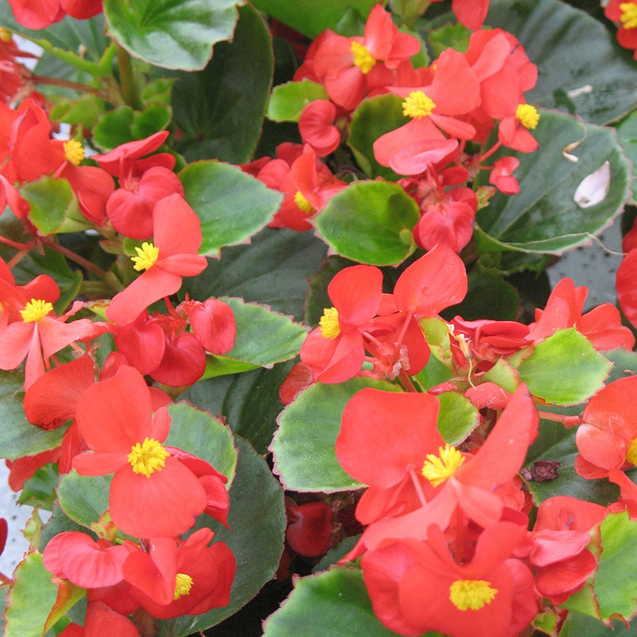 B. ‘Ambassador Scarlet’